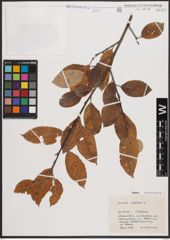 Foto von Salix caprea L.